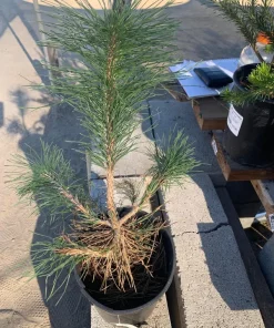 Japanese Black Pine Tree - Pinus Thunbergii Live Plant, 6 in to 1 ft Tall in 6 in Pot - Image 2
