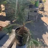 Japanese Black Pine Tree - Pinus Thunbergii Live Plant, 6 in to 1 ft Tall in 6 in Pot - Image 1