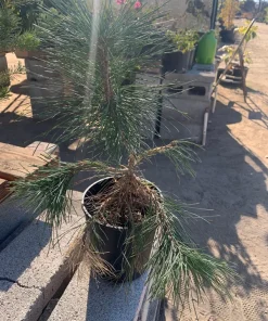 Japanese Black Pine Tree - Pinus Thunbergii Live Plant, 6 in to 1 ft Tall in 6 in Pot - Image 1