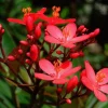 Jatropha Integerrima 'Compacta' Red Live Plant - 1 Foot Tall Tropical Shrub - Image 1