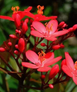 Jatropha Integerrima 'Compacta' Red Live Plant - 1 Foot Tall Tropical Shrub - Image 1