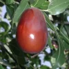 Jujube Lang Tree - 4 ft Tall Grafted Fruit Tree - Live Plant in 3 Gallon Pot - Image 1