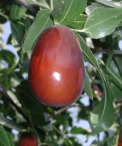 Jujube Lang Tree - 4 ft Tall Grafted Fruit Tree - Live Plant in 3 Gallon Pot - Image 1