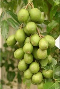 June Plum Live Plant - 2 ft Tall Dwarf Ambarella Tree - Ships in 3 Gallon Pot - Image 2