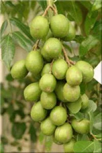 June Plum Live Plant - 2 ft Tall Dwarf Ambarella Tree - Ships in 3 Gallon Pot - Image 2