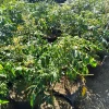 June Plum Live Plant - 2 ft Tall Dwarf Ambarella Tree - Ships in 3 Gallon Pot - Image 1