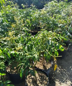 June Plum Live Plant - 2 ft Tall Dwarf Ambarella Tree - Ships in 3 Gallon Pot - Image 1