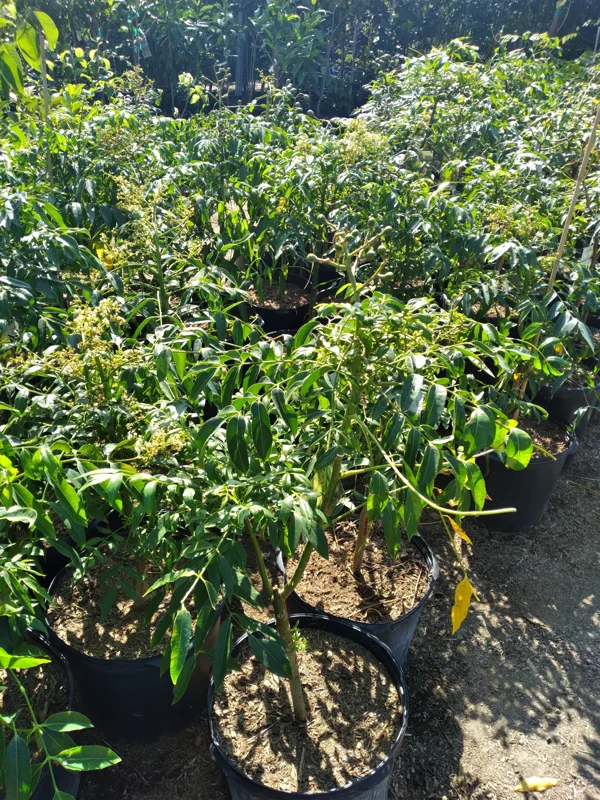 June Plum Live Plant - 2 ft Tall Dwarf Ambarella Tree - Ships in 3 Gallon Pot - Image 1