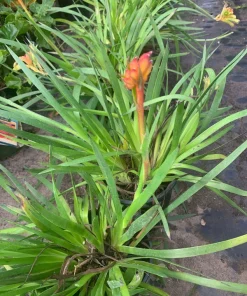 Kanga Yellow Kangaroo Paw Live Plant – 1 Foot Tall – 6 Inch Pot – Outdoor - Image 2