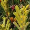 Kanga Yellow Kangaroo Paw Live Plant – 1 Foot Tall – 6 Inch Pot – Outdoor - Image 1
