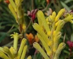 Kanga Yellow Kangaroo Paw Live Plant – 1 Foot Tall – 6 Inch Pot – Outdoor - Image 1