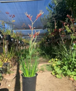 Kangaroo Paw 'Regal Velvet' Live Plant – 1-2 ft Tall – Outdoor - Image 2