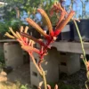 Kangaroo Paw 'Regal Velvet' Live Plant – 1-2 ft Tall – Outdoor - Image 1