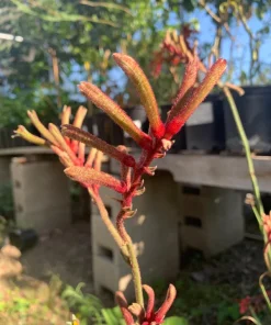 Kangaroo Paw 'Regal Velvet' Live Plant – 1-2 ft Tall – Outdoor - Image 1