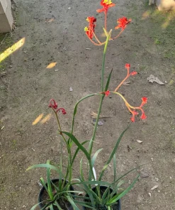 Kangaroo Paw 'Ruby Velvet' Live Plant – 6 inch Pot – Evergreen – Outdoor - Image 2
