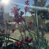 Kangaroo Paw 'Ruby Velvet' Live Plant – 6 inch Pot – Evergreen – Outdoor - Image 1
