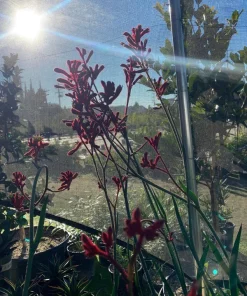 Kangaroo Paw 'Ruby Velvet' Live Plant – 6 inch Pot – Evergreen – Outdoor - Image 1