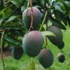 Kent Mango Tree - Grafted Live Plant - 1-3 Feet Tall - Outdoor - Image 1