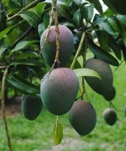 Kent Mango Tree - Grafted Live Plant - 1-3 Feet Tall - Outdoor - Image 1