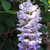 Kentucky Wisteria 'Blue Moon' Live Plant – 6 inch Pot – Fragrant Purple Flowers - Image 1