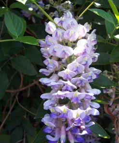 Kentucky Wisteria 'Blue Moon' Live Plant – 6 inch Pot – Fragrant Purple Flowers - Image 1