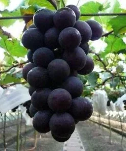 Kyoho Grape Live Plant - Giant Mountain Grape Vine - 1 ft Tall in 6 inch Pot - Image 2