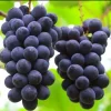Kyoho Grape Live Plant - Giant Mountain Grape Vine - 1 ft Tall in 6 inch Pot - Image 1
