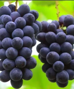Kyoho Grape Live Plant - Giant Mountain Grape Vine - 1 ft Tall in 6 inch Pot - Image 1