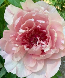 Lacey Ryan Itoh Peony Live Plant - 1 Foot Tall, 6 inch Pot, Pink Flowers, Outdoor - Image 2