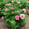Lacey Ryan Itoh Peony Live Plant - 1 Foot Tall, 6 inch Pot, Pink Flowers, Outdoor - Image 1