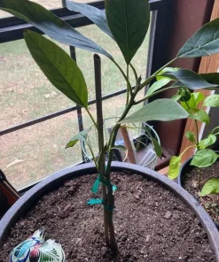 Lamb Hass Avocado Tree – 1 Ft Tall Grafted Live Plant – Outdoor Fruit Tree - Image 2
