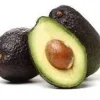 Lamb Hass Avocado Tree – 1 Ft Tall Grafted Live Plant – Outdoor Fruit Tree - Image 1