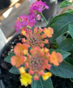 Lantana Rose Live Plant – Pink & Yellow Blooms – 6 inch Pot – Outdoor - Image 2
