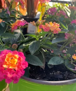 Lantana Rose Live Plant – Pink & Yellow Blooms – 6 inch Pot – Outdoor - Image 3