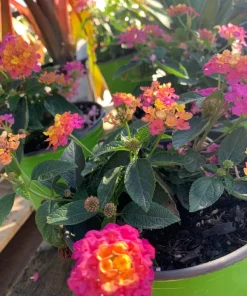 Lantana Rose Live Plant – Pink & Yellow Blooms – 6 inch Pot – Outdoor - Image 4