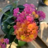 Lantana Rose Live Plant – Pink & Yellow Blooms – 6 inch Pot – Outdoor - Image 1