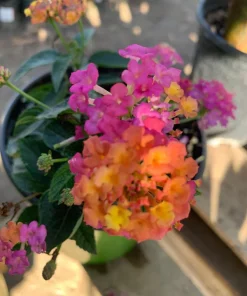 Lantana Rose Live Plant – Pink & Yellow Blooms – 6 inch Pot – Outdoor - Image 1