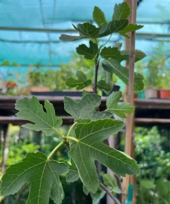 Lattarula Honey Fig Tree Live Plant - Hardy & Reliable Fruit - Image 2