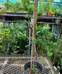 Lattarula Honey Fig Tree Live Plant - Hardy & Reliable Fruit - Image 3