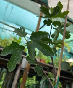 Lattarula Honey Fig Tree Live Plant - Hardy & Reliable Fruit - Image 4
