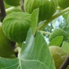 Lattarula Honey Fig Tree Live Plant - Hardy & Reliable Fruit - Image 1
