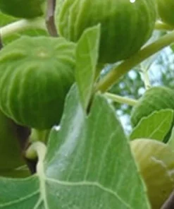 Lattarula Honey Fig Tree Live Plant - Hardy & Reliable Fruit - Image 1