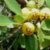 Lemon Guava Plant (Psidium littorale) – Live Tropical Fruit Tree – 1-2 ft Tall – 6 inch Pot - Image 1