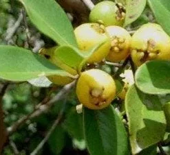 Lemon Guava Plant (Psidium littorale) – Live Tropical Fruit Tree – 1-2 ft Tall – 6 inch Pot - Image 1