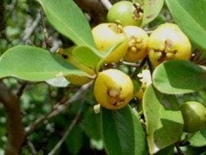 Lemon Guava Plant (Psidium littorale) – Live Tropical Fruit Tree – 1-2 ft Tall – 6 inch Pot - Image 1