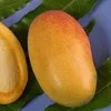 Lemon Meringue Mango Tree Live Plant – Grafted, 1 to 2 Feet Tall - Image 1