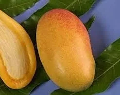 Lemon Meringue Mango Tree Live Plant – Grafted – 1 to 2 Feet Tall - Image 1