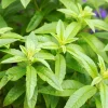 Lemon Verbena Live Plant – Aloysia triphylla – 6 inch Pot – Herb - Image 1
