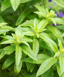 Lemon Verbena Live Plant – Aloysia triphylla – 6 inch Pot – Herb - Image 1