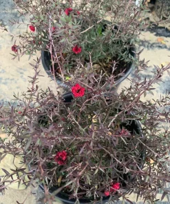 Leptospermum 'Ruby Glow' Live Plant - 6 inch Pot - Outdoor Shrub - Image 2